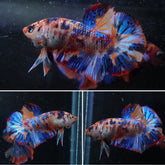 #8 (New Arrival) Blue Tiger Galaxy Koi Star Tail Plakat Betta Fish - High Quality Live Aquarium Male Betta Fish
